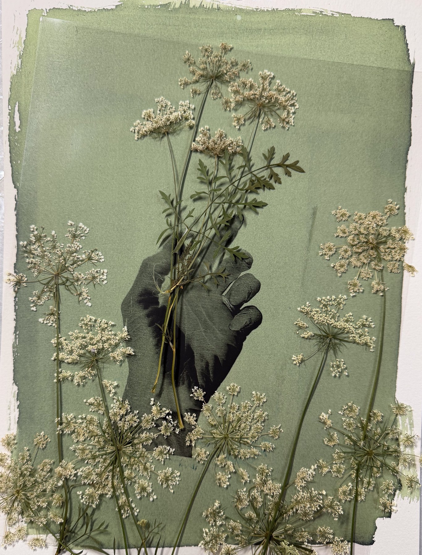 Pressed Queen Anne's Lace and a hand arranged on green-toned cyanotype paper before exposure
