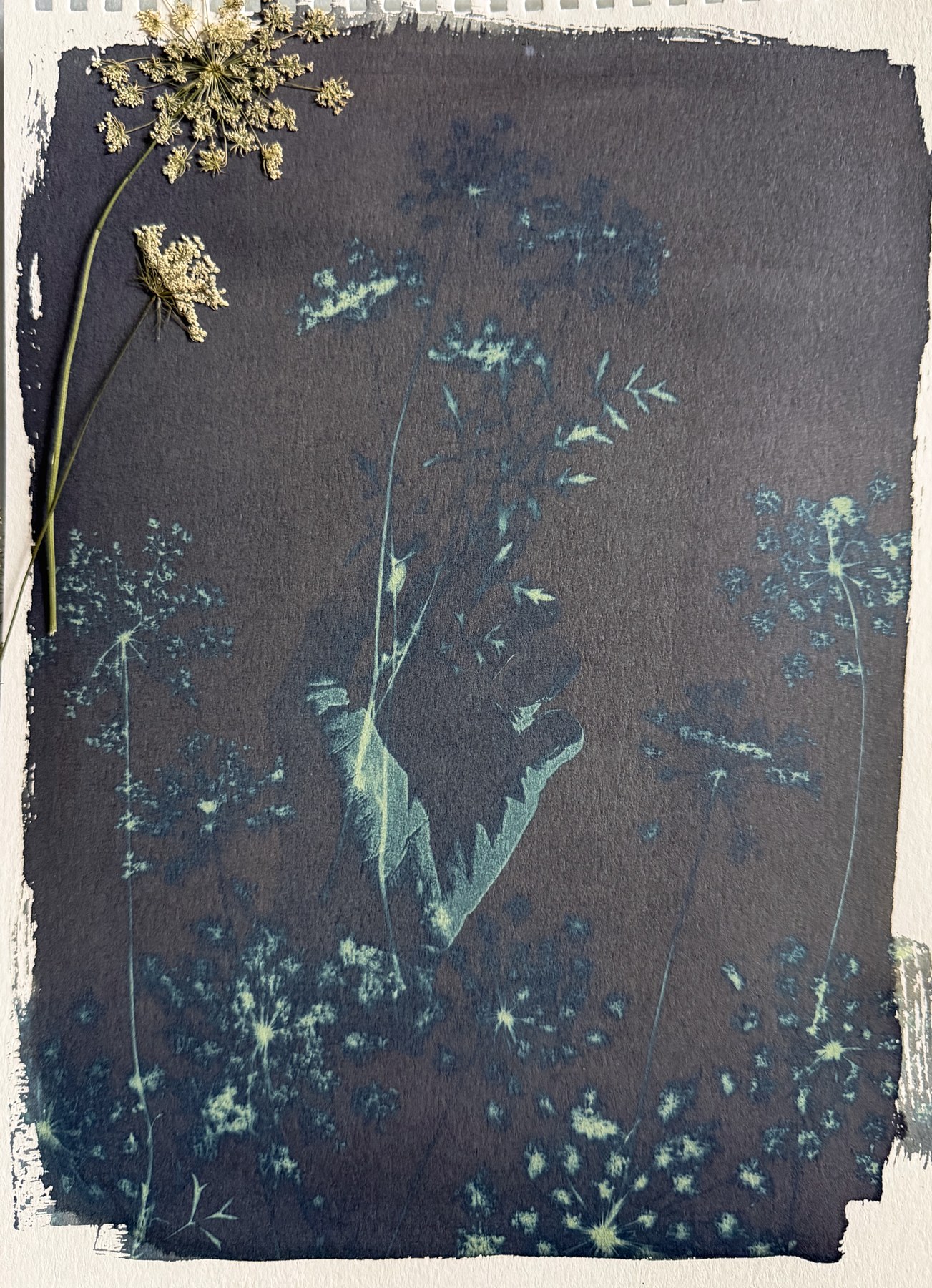 The exposed cyanotype print before washing, showing the negative image on dark paper